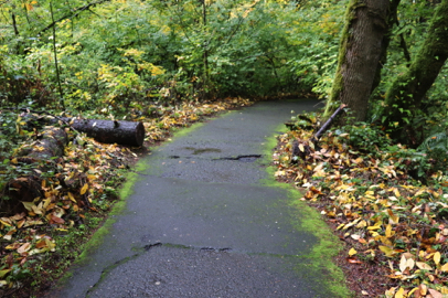 Bumps and ruts may be caused by roots on the paved Trillium Trail